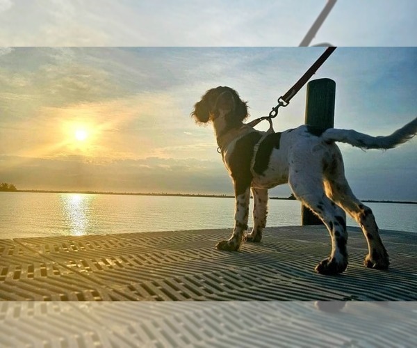 Medium Photo #63  Breeder Profile in HORTENSE, GA, USA