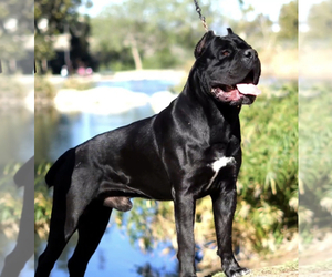 Cane Corso Dog Breeder in CAMARILLO,  USA