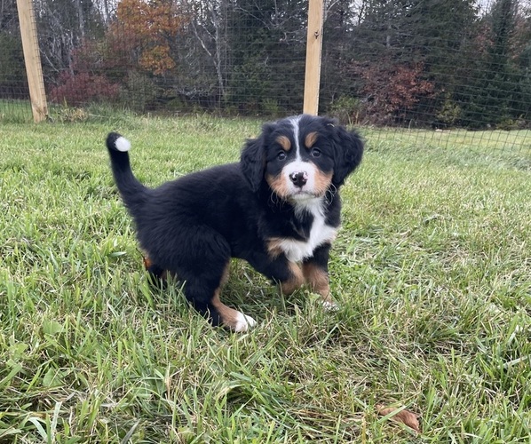 Medium Photo #3  Breeder Profile in PALMYRA, ME, USA