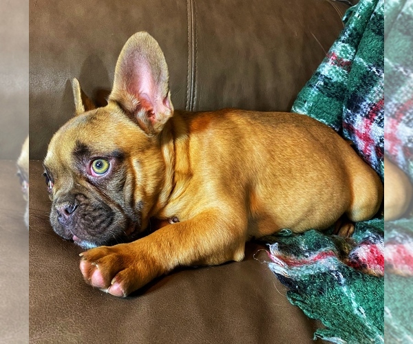 Medium Photo #6  Breeder Profile in GREENVILLE, TX, USA