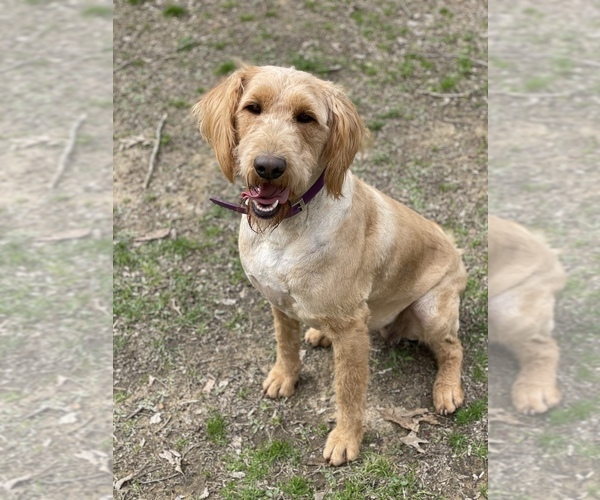 Medium Photo #1  Breeder Profile in WILLIAMSTOWN, KY, USA