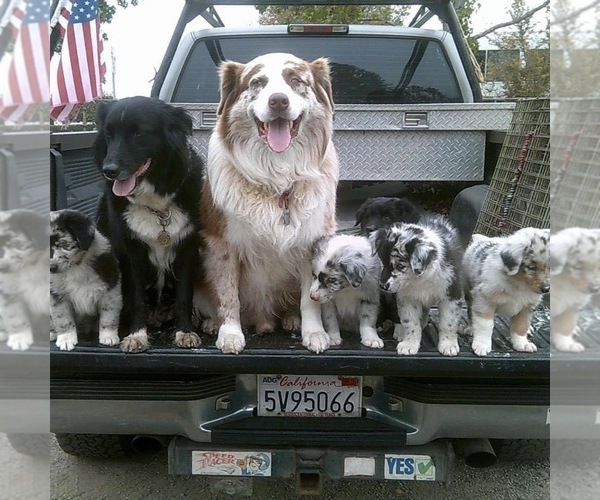 Medium Photo #1  Breeder Profile in SUNNYVALE, CA, USA
