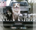 Small breeder photo