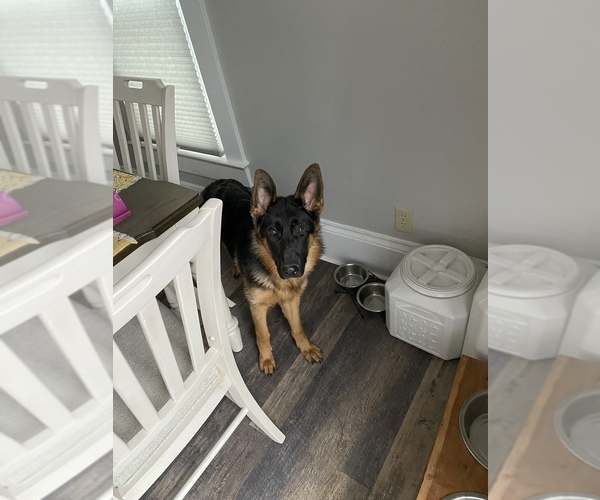 Medium Photo #1  Breeder Profile in CANANDAIGUA, NY, USA