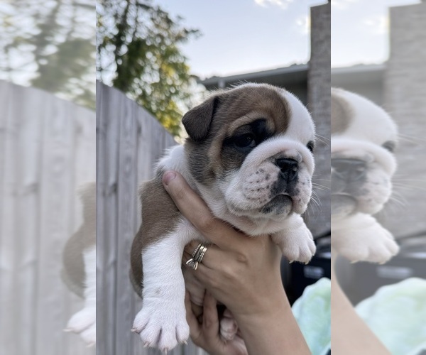 Medium Photo #8  Breeder Profile in RINGGOLD, GA, USA