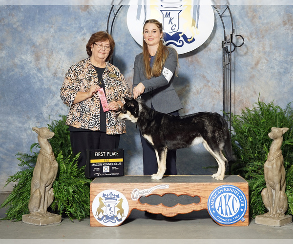 Medium Photo #1  Breeder Profile in BOCA RATON, FL, USA