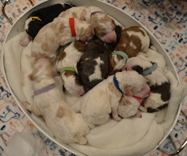 Medium Photo #2  Breeder Profile in FAIRFIELD, CT, USA