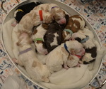 Small #1 Breeder Profile image