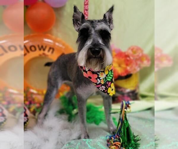 Medium Photo #1  Breeder Profile in CHAMPAIGN, IL, USA