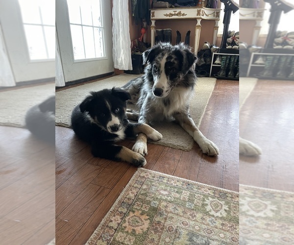 Medium Photo #17  Breeder Profile in BELMONT, VT, USA