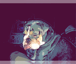 Small #18 Breeder Profile image