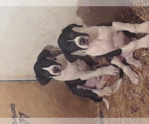 Medium Photo #1  Breeder Profile in TOLEDO, OH, USA