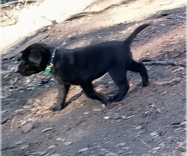 Medium Photo #6  Breeder Profile in IONE, CA, USA