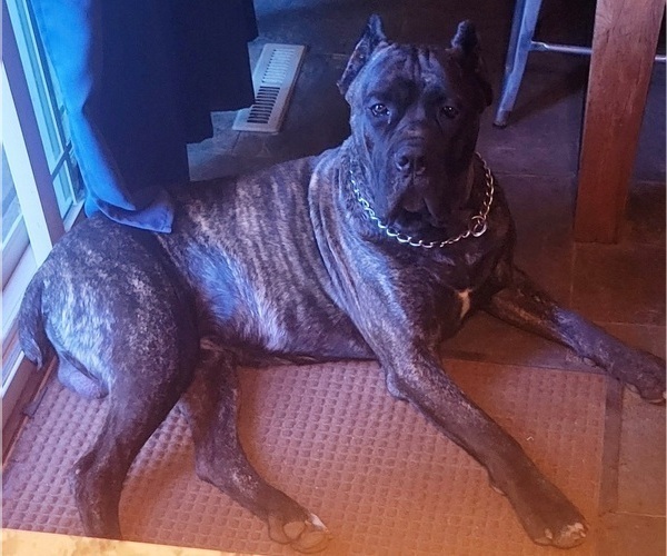 Medium Photo #1  Breeder Profile in NUNICA, MI, USA