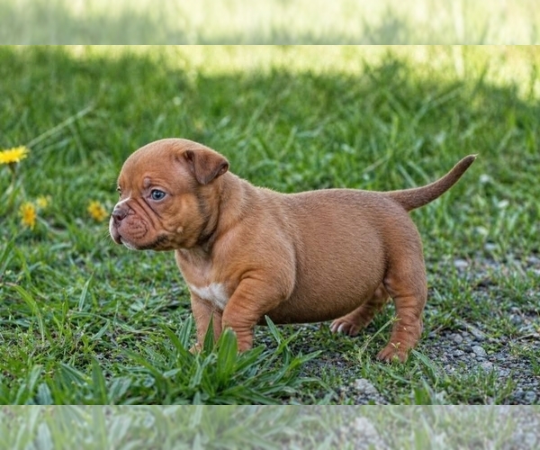 Medium Photo #10  Breeder Profile in PUYALLUP, WA, USA