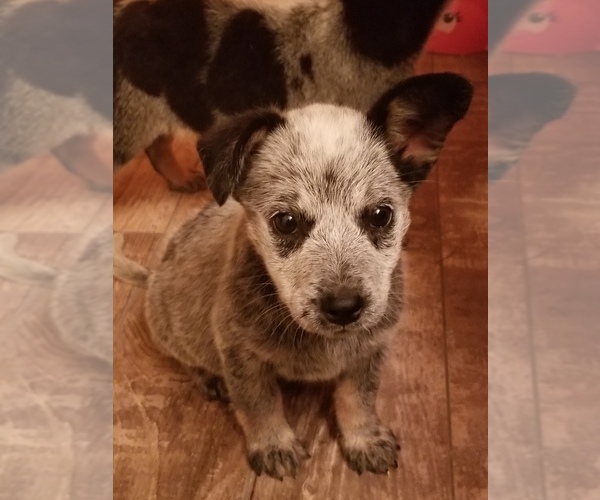 Medium Photo #1  Breeder Profile in SPRINGFIELD, MO, USA