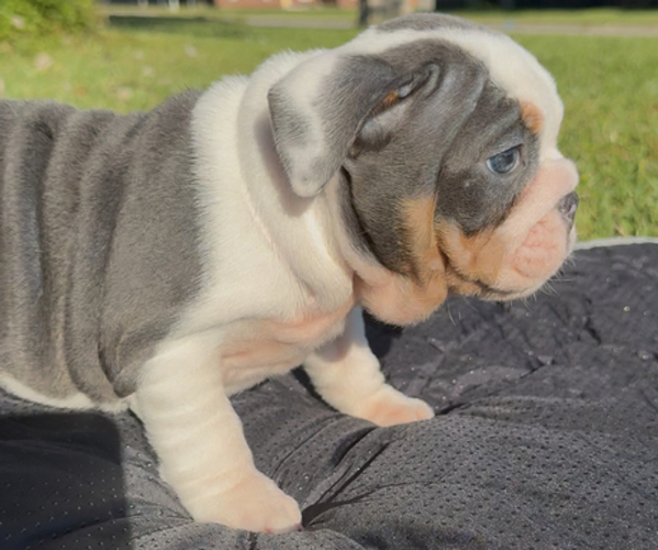 Medium Photo #15  Breeder Profile in PACE, FL, USA