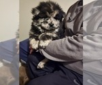 Small breeder photo