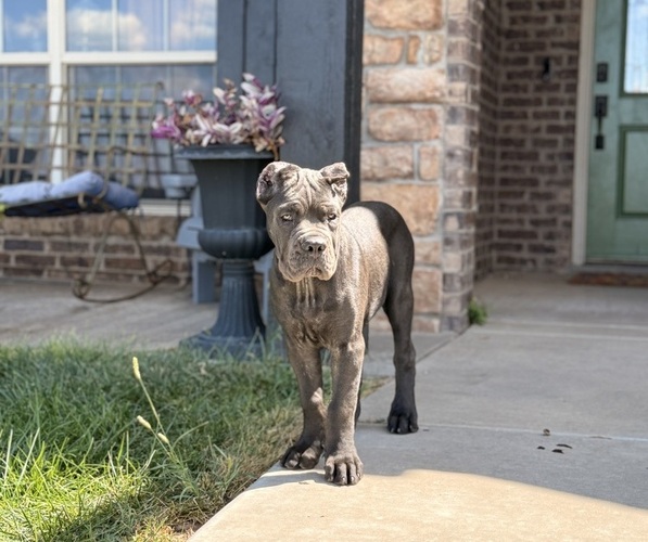 Medium Photo #2  Breeder Profile in AMARILLO, TX, USA