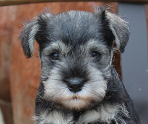 Schnauzer (Miniature) Dog Breeder near RICHARDTON, ND, USA