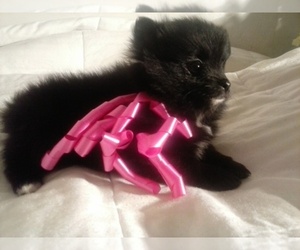 Pomeranian Dog Breeder near PERRYVILLE, AR, USA