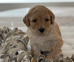 Small #6 Breeder Profile image