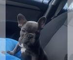 Small breeder photo