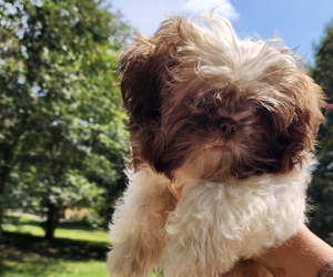 Medium Breeder Profile Photo