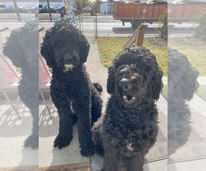 Doodle-Goldendoodle Mix Dog Breeder near LOUISVILLE, KY, USA
