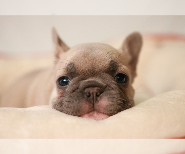 Medium Photo #2  Breeder Profile in GRETNA, LA, USA