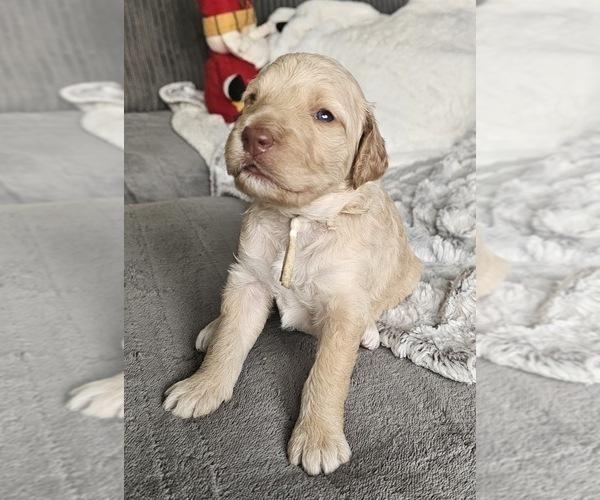 Medium Photo #5  Breeder Profile in MASSANUTTEN, VA, USA