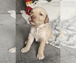 Small #4 Breeder Profile image