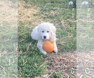 German Shepherd Dog-Great Pyrenees Mix Dog Breeder near LINDEN, VA, USA
