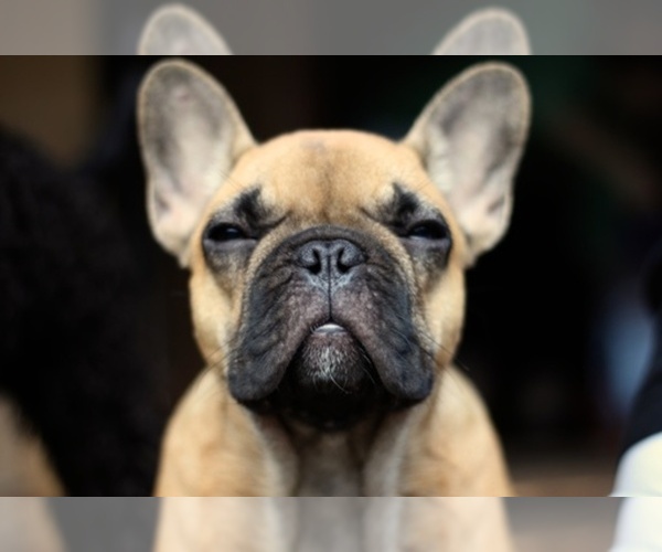 Medium Photo #1  Breeder Profile in HUNTINGTN BCH, CA, USA