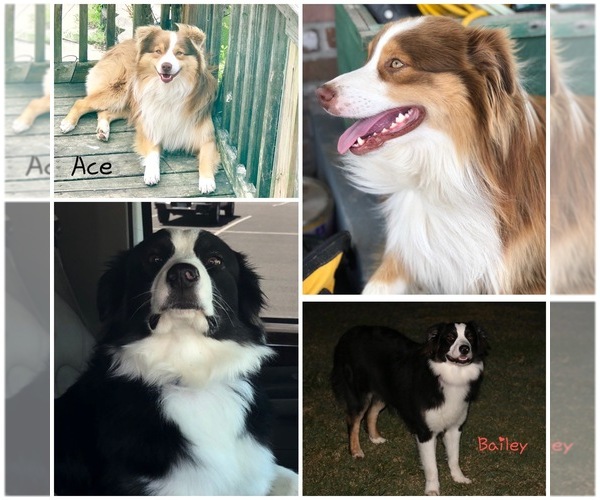 Medium Photo #1  Breeder Profile in SHERIDAN, AR, USA