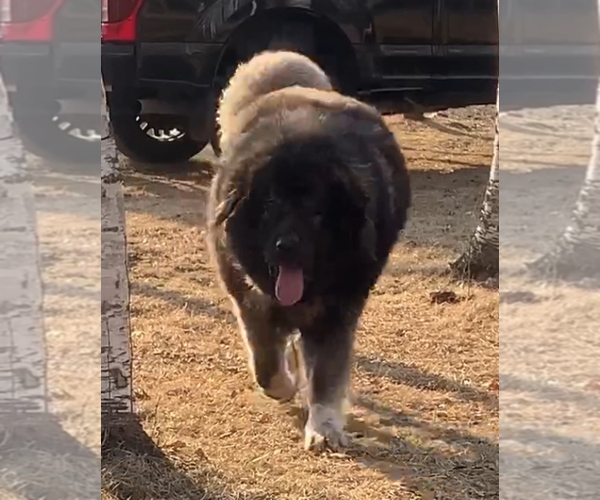 Medium Photo #1  Breeder Profile in AKELEY, MN, USA