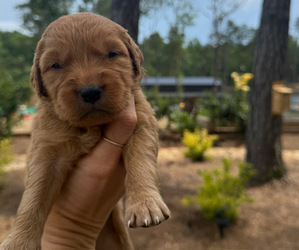 Golden Retriever Dog Breeder near WOODRUFF, SC, USA