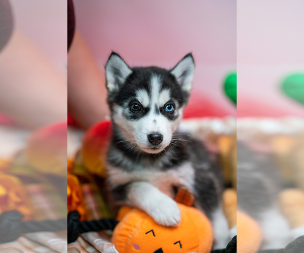 Medium Photo #1  Breeder Profile in BRISTOW, VA, USA