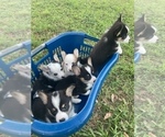 Small #17 Breeder Profile image