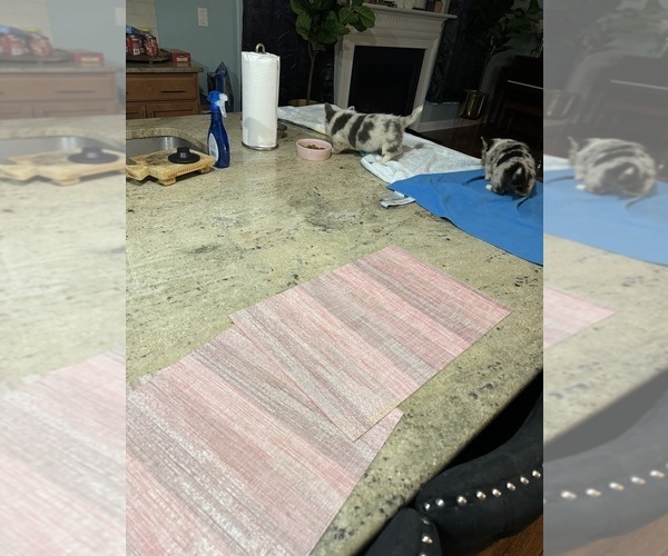 Medium Photo #4  Breeder Profile in MYRTLE BEACH, SC, USA