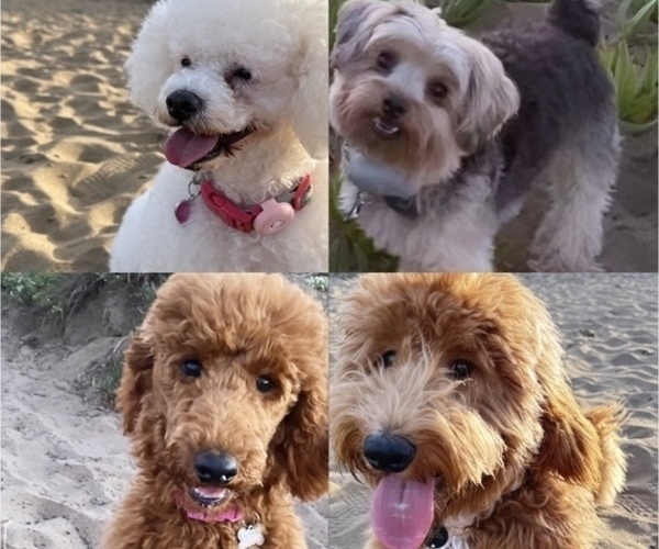 Medium Photo #1  Breeder Profile in DALY CITY, CA, USA