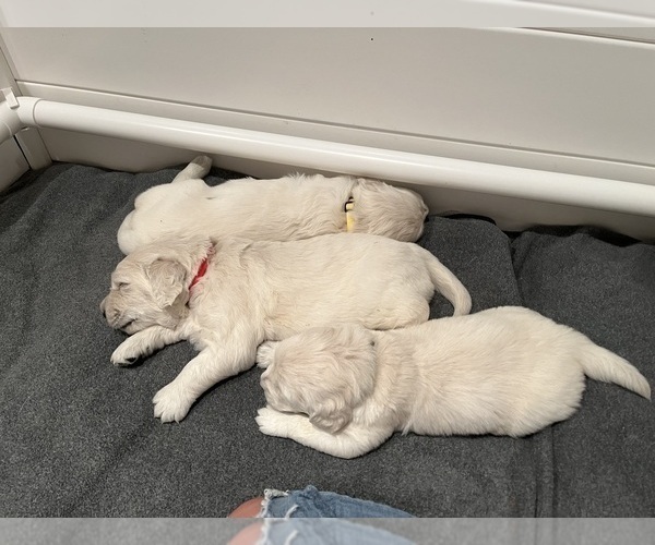 Medium Photo #14  Breeder Profile in VALDERS, WI, USA