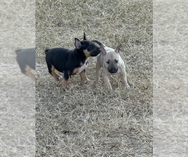 Medium Photo #2  Breeder Profile in LINCOLN, TX, USA