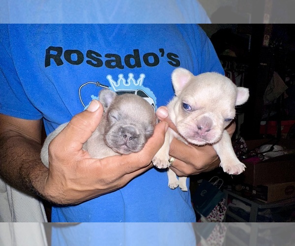 Medium Photo #31  Breeder Profile in EASTON, PA, USA