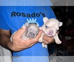 Small #30 Breeder Profile image