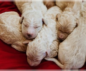 Aussiedoodle Dog Breeder near AURORA, CO, USA