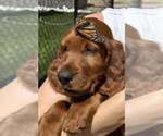 Small #7 Breeder Profile image