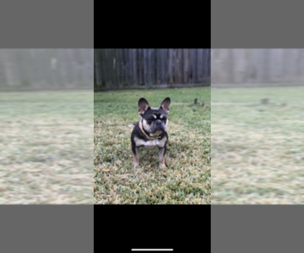 Medium Photo #1  Breeder Profile in SUGAR LAND, TX, USA