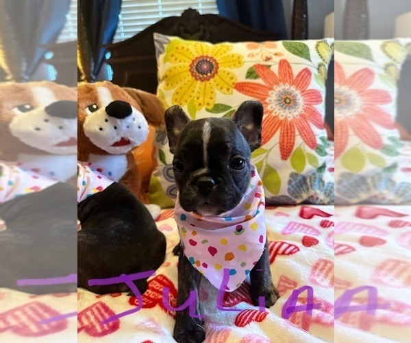 Medium Photo #9  Breeder Profile in Fresno, CA, USA