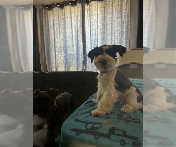 Medium Photo #2  Breeder Profile in OAK HILLS, CA, USA